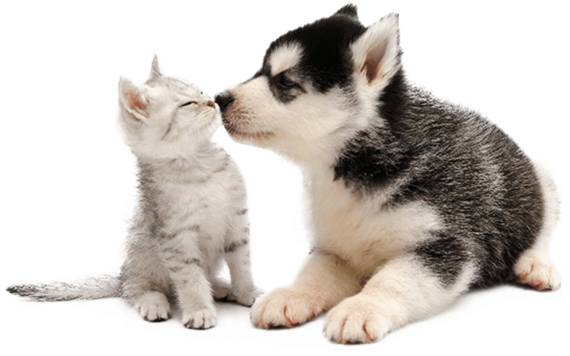 Doação - ONG CãoDomínio